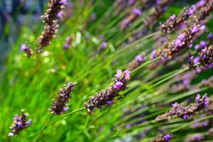 fleurs ambiance 2 - VPG - BD